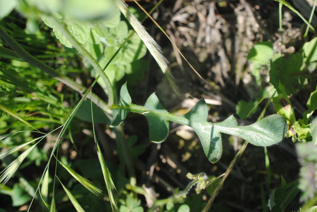 Papaver rhoeas con foglie del fusto atipiche.
