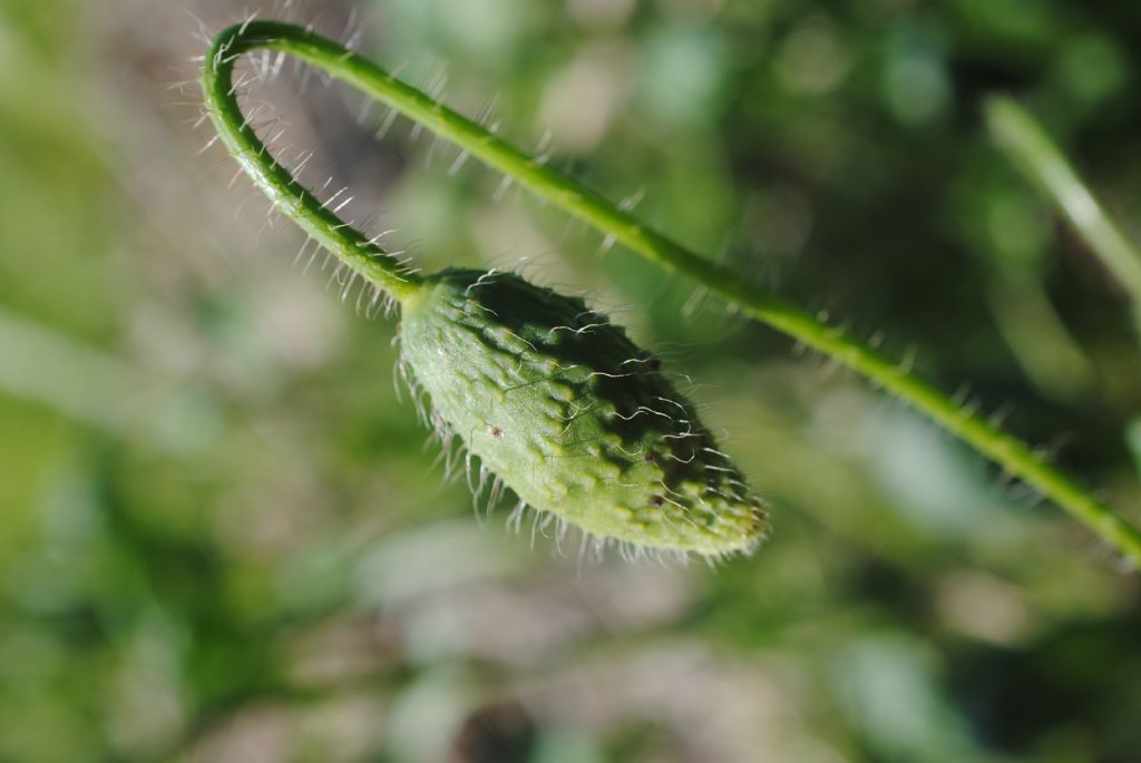 Papaver rhoeas con foglie del fusto atipiche.