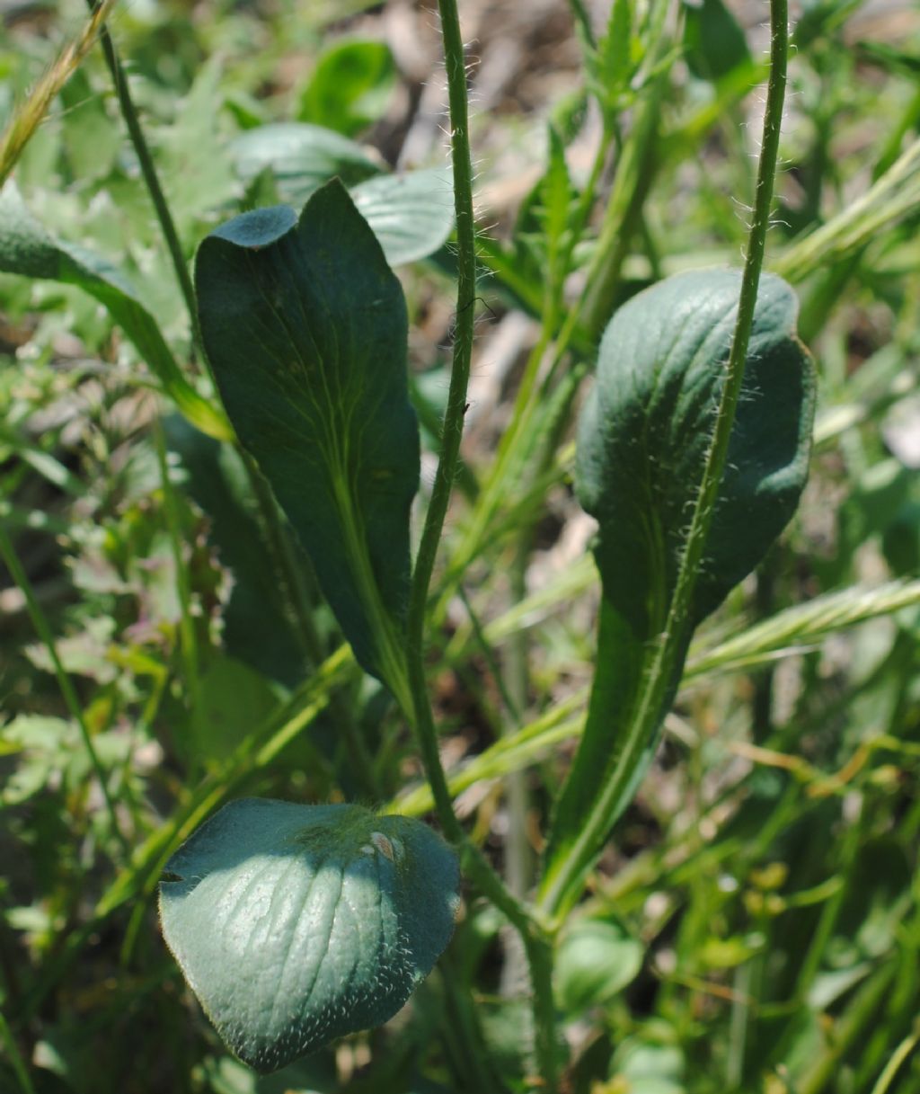 Papaver rhoeas con foglie del fusto atipiche.