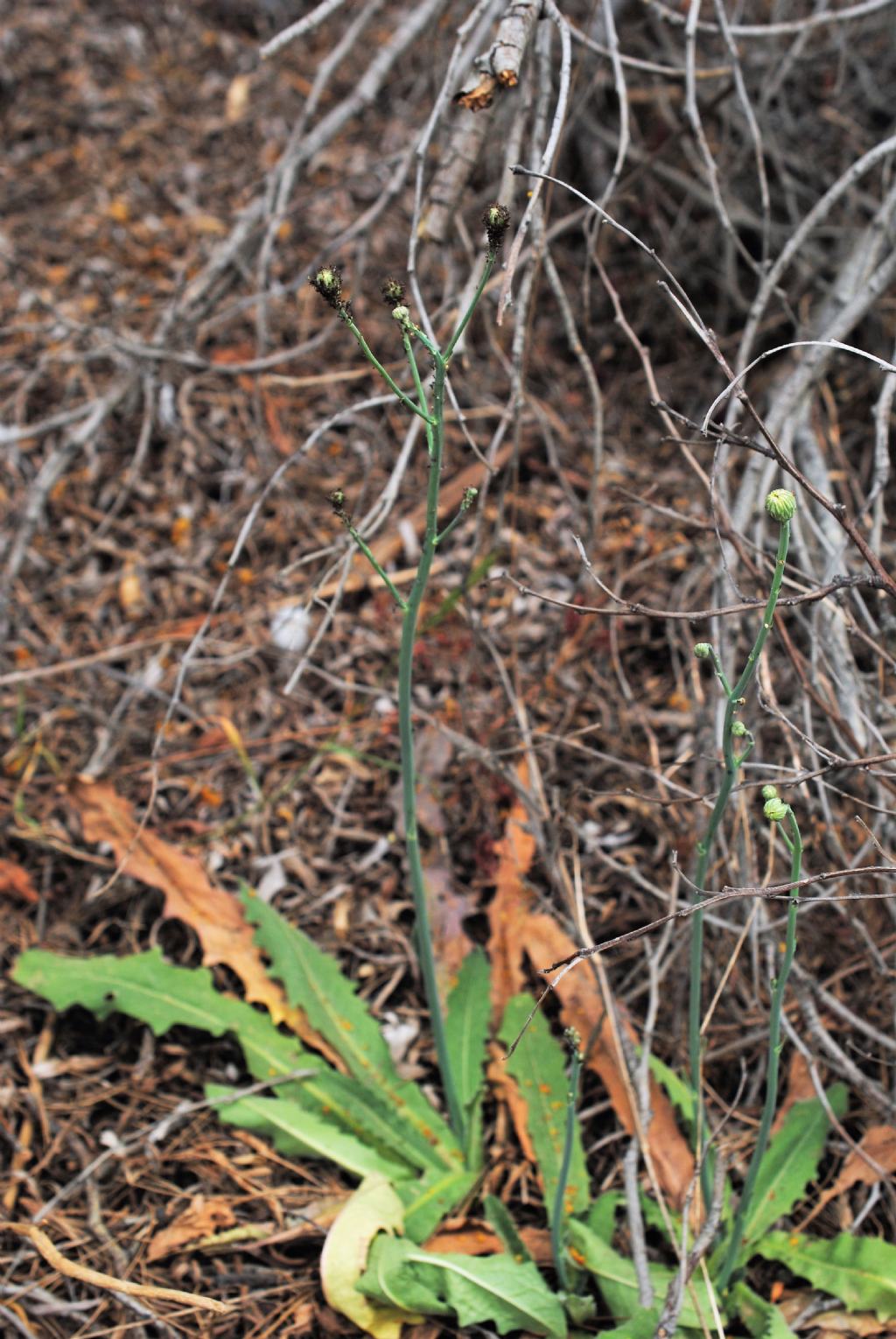 Asteracea in bosco litoraneo: Hypochaeris radicata da confermare