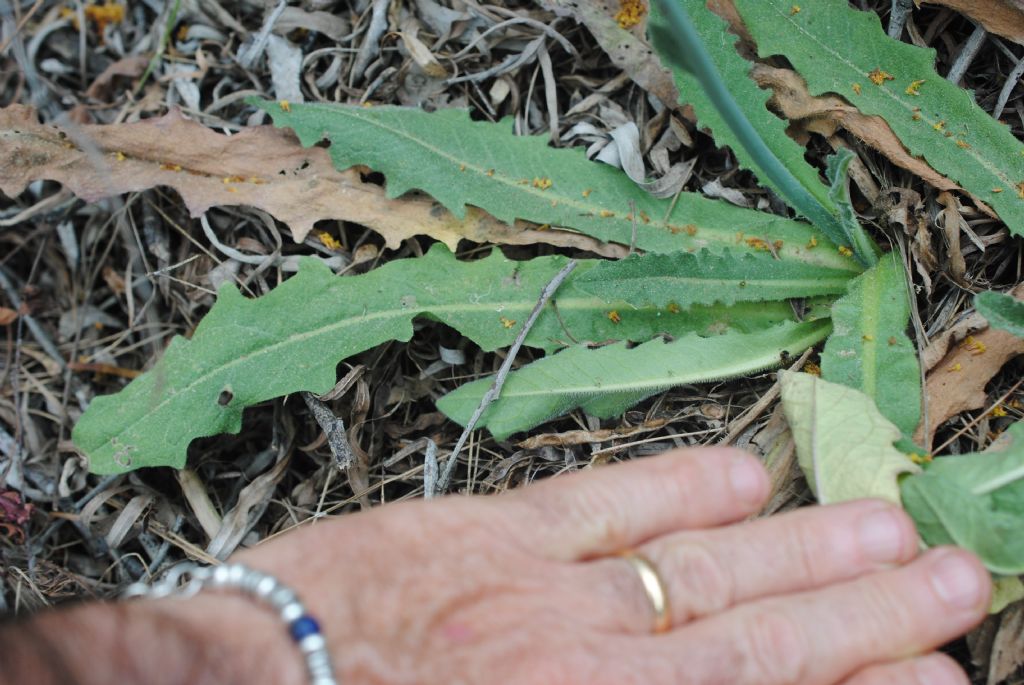 Asteracea in bosco litoraneo: Hypochaeris radicata da confermare