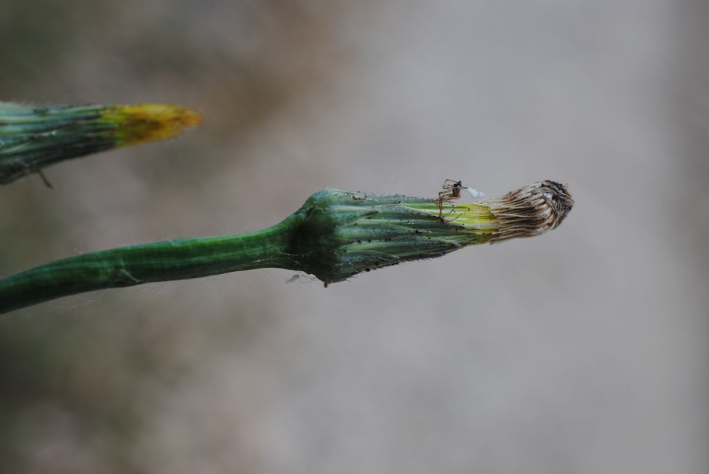 Asteracea in bosco litoraneo: Hypochaeris radicata da confermare