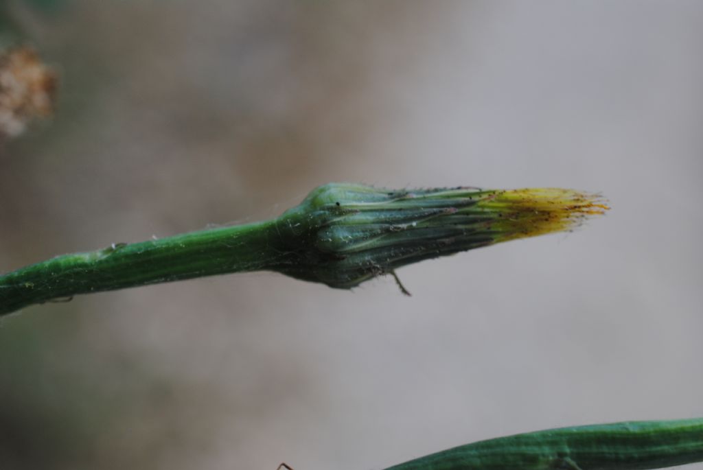 Asteracea in bosco litoraneo: Hypochaeris radicata da confermare