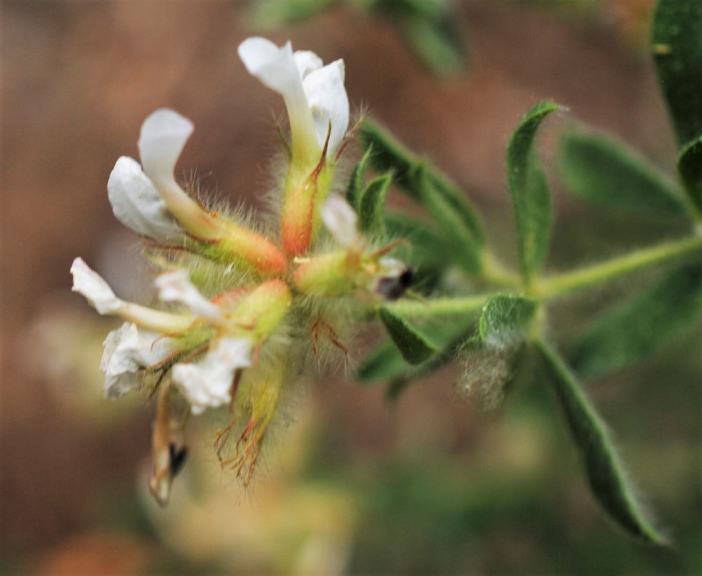 Trifoglino irsuto?  S, Lotus hirsutus