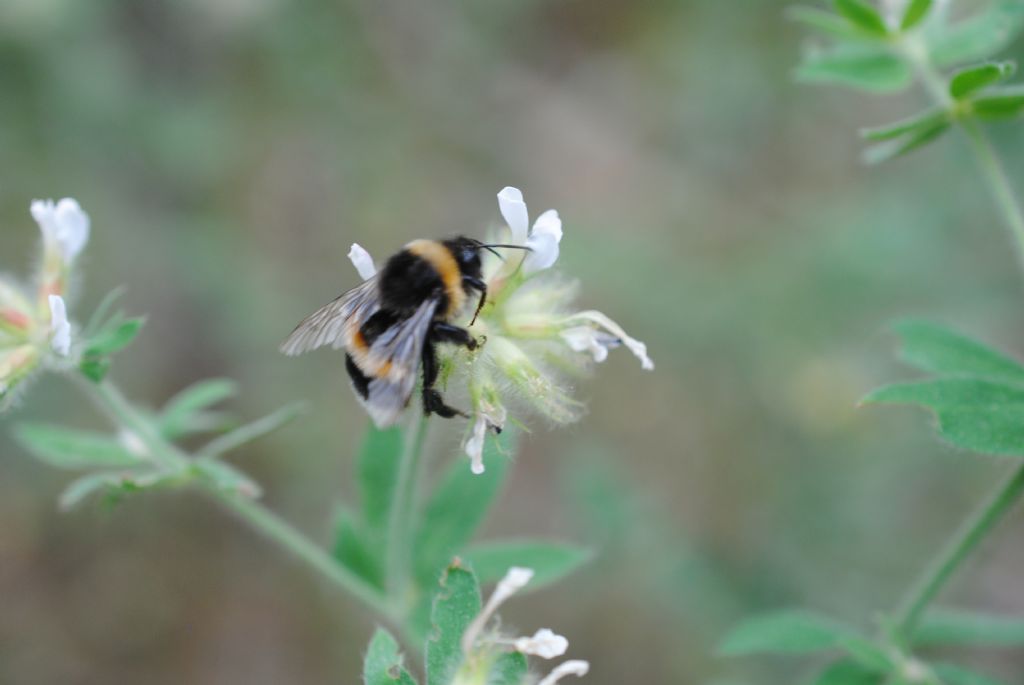 Trifoglino irsuto?  S, Lotus hirsutus