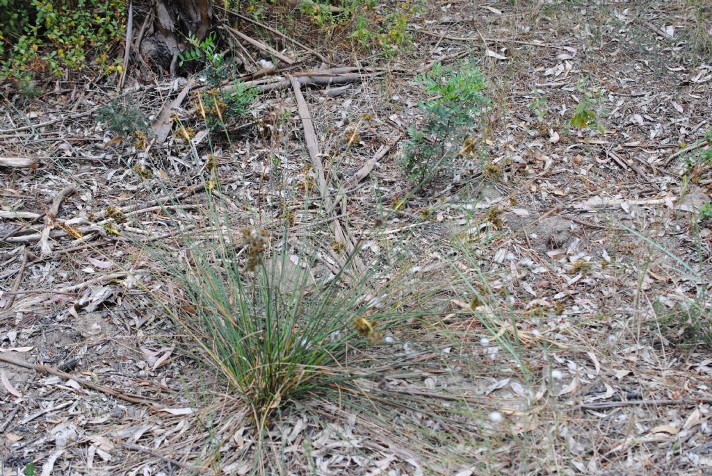 Quale Juncus?