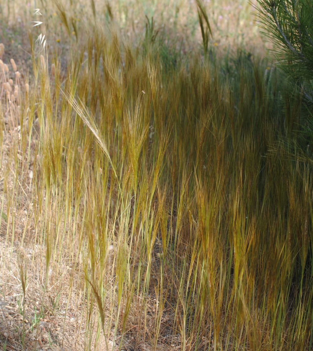 Poacea? S, Stipellula capensis