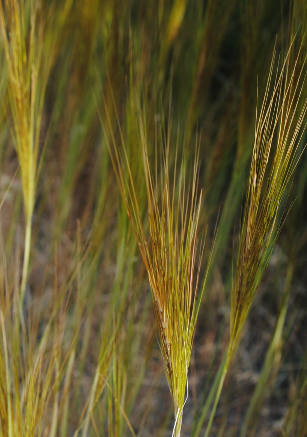 Poacea? S, Stipellula capensis