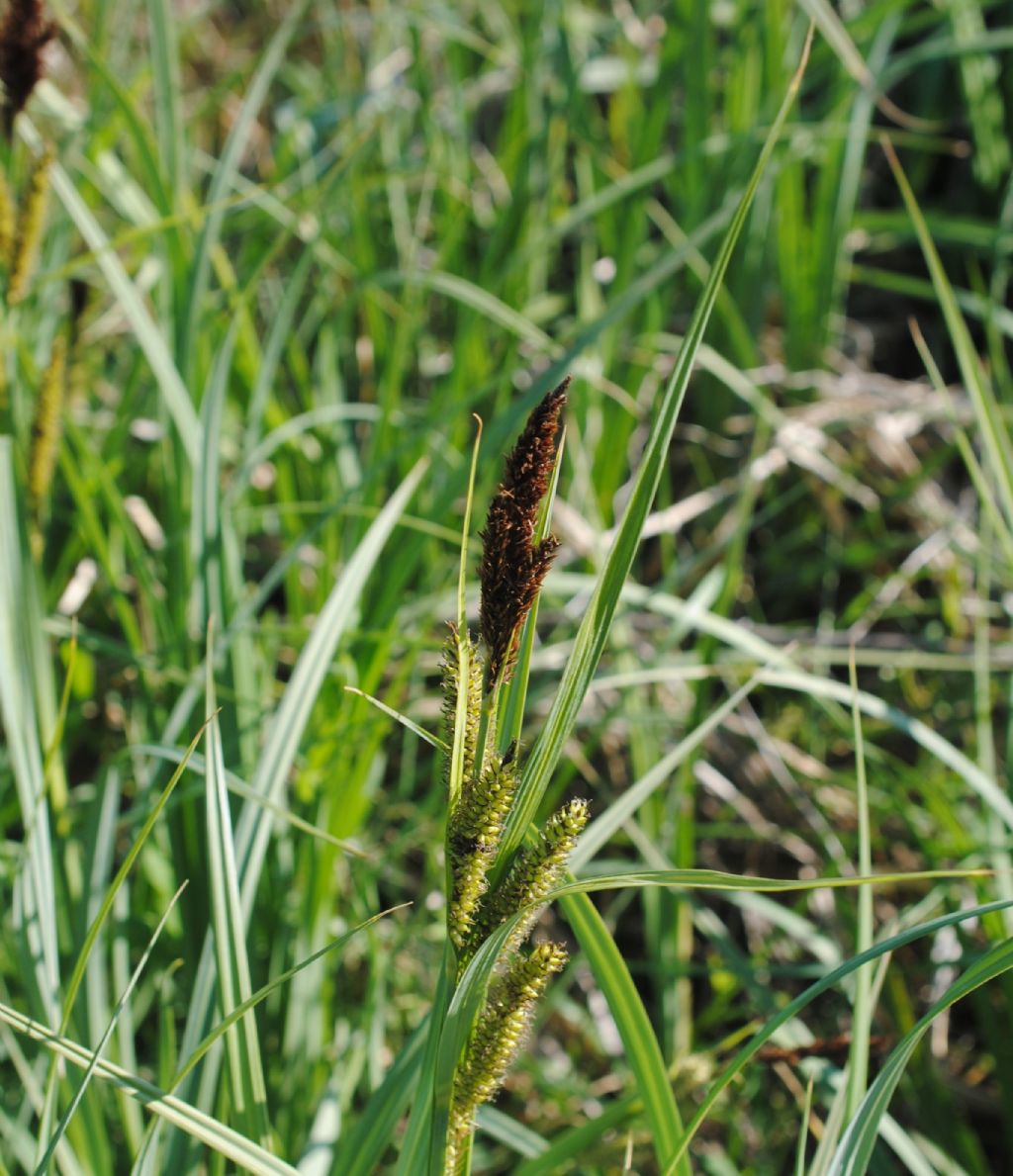 Carex?   S, Carex vesicaria da confermare