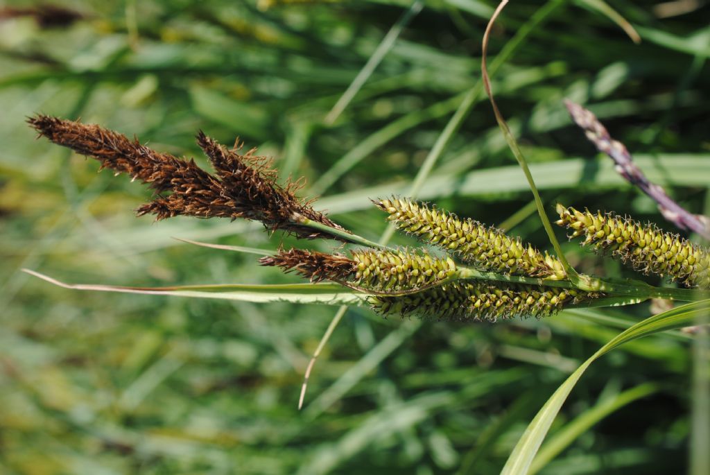 Carex?   S, Carex vesicaria da confermare