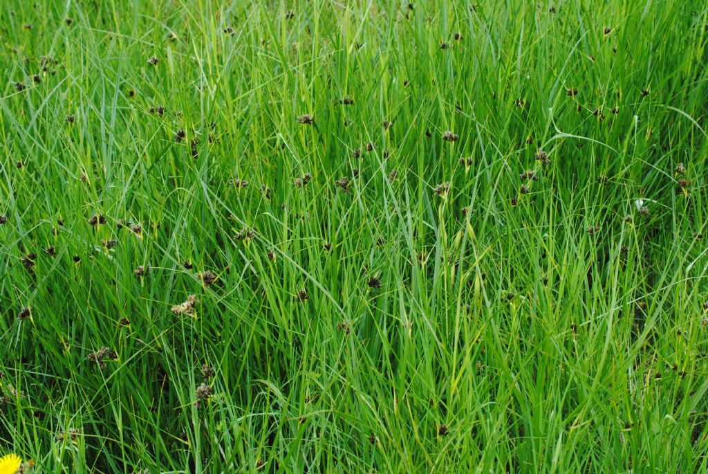 Bolboschoenus maritimus (Cyperaceae)