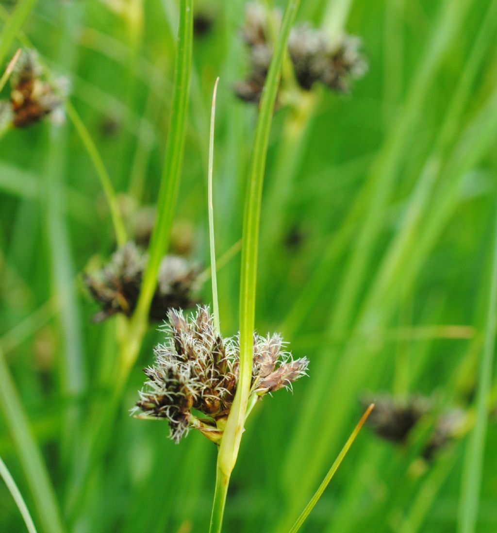 Bolboschoenus maritimus (Cyperaceae)