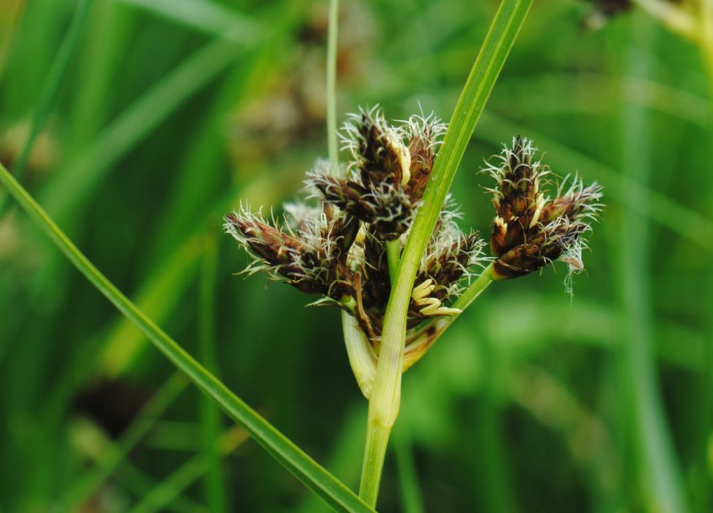 Bolboschoenus maritimus (Cyperaceae)