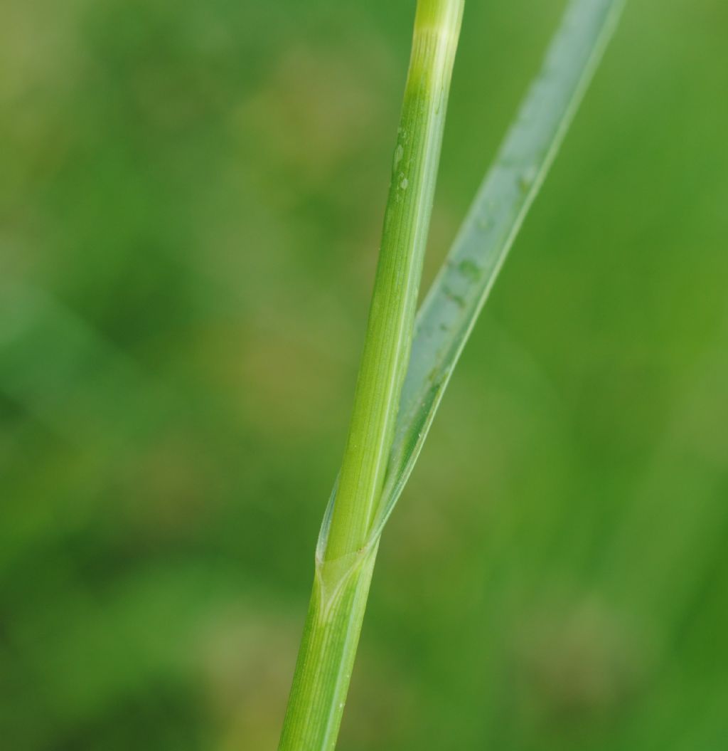 Bolboschoenus maritimus (Cyperaceae)