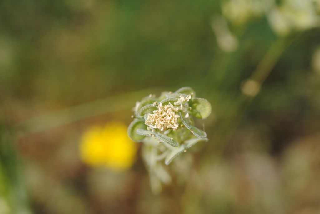 Biscutella maritima? S