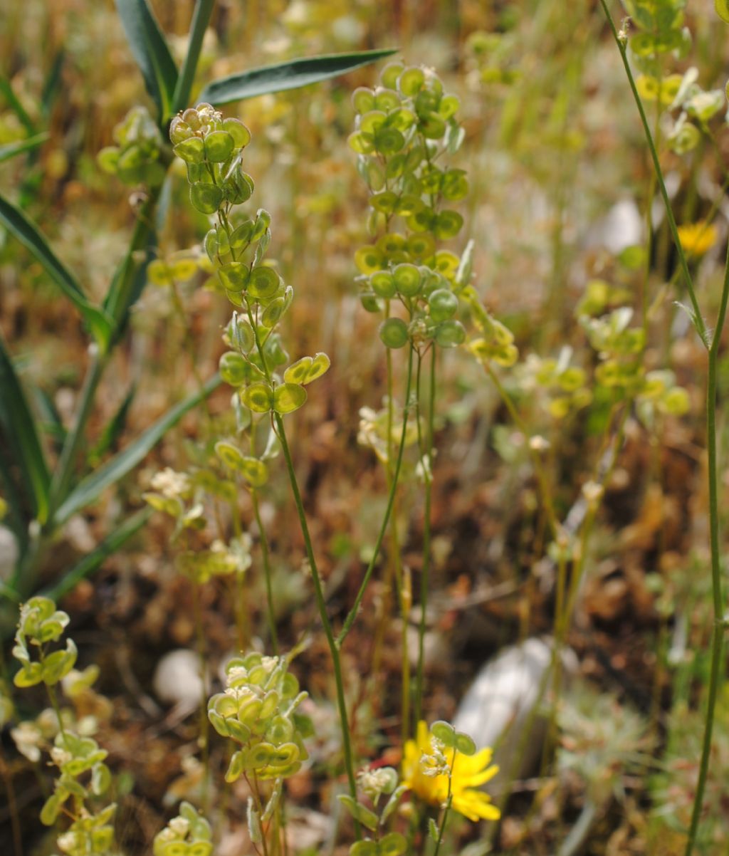 Biscutella maritima? S