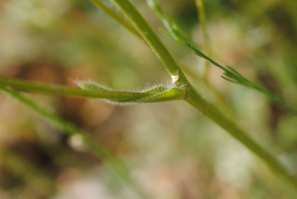 Biscutella maritima? S