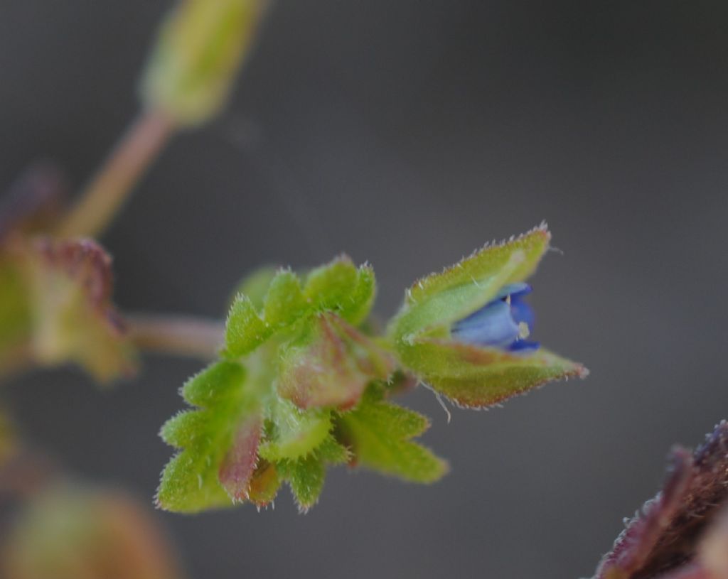 Veronica? S, Veronica polita