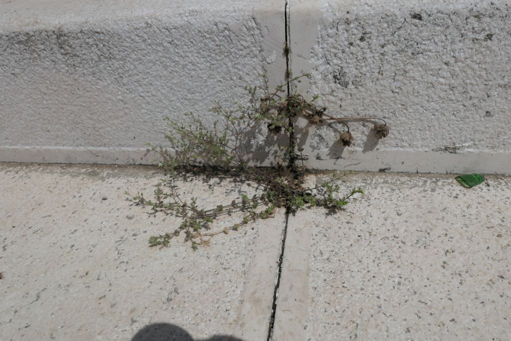 Caryophyllaceae: Arenaria gr. serpyllifolia
