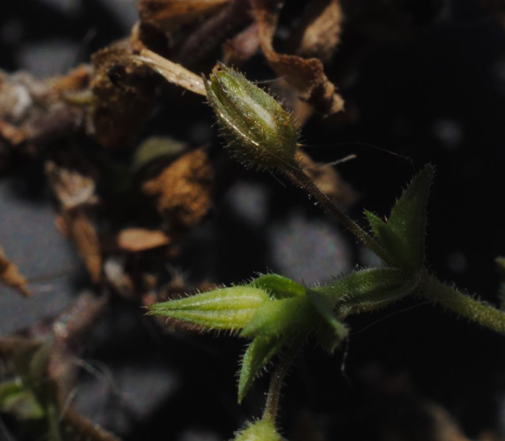 Caryophyllaceae: Arenaria gr. serpyllifolia