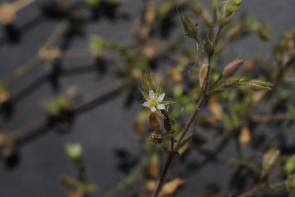 Caryophyllaceae: Arenaria gr. serpyllifolia