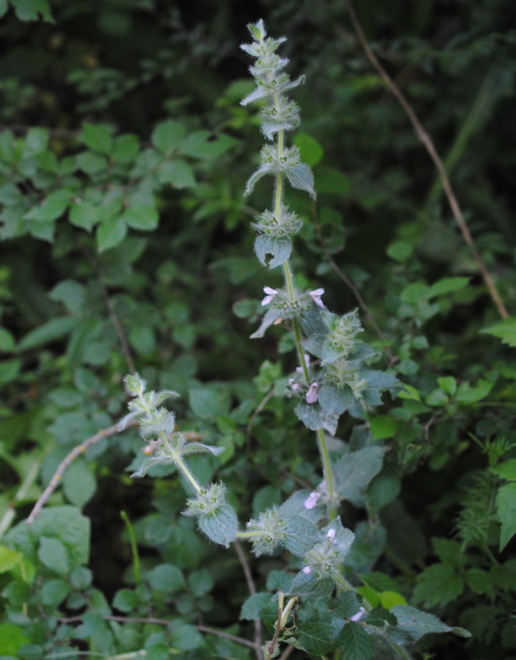 Stachys heraclea (Lamiaceae)