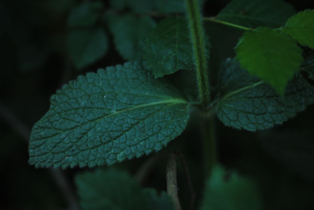 Stachys heraclea (Lamiaceae)