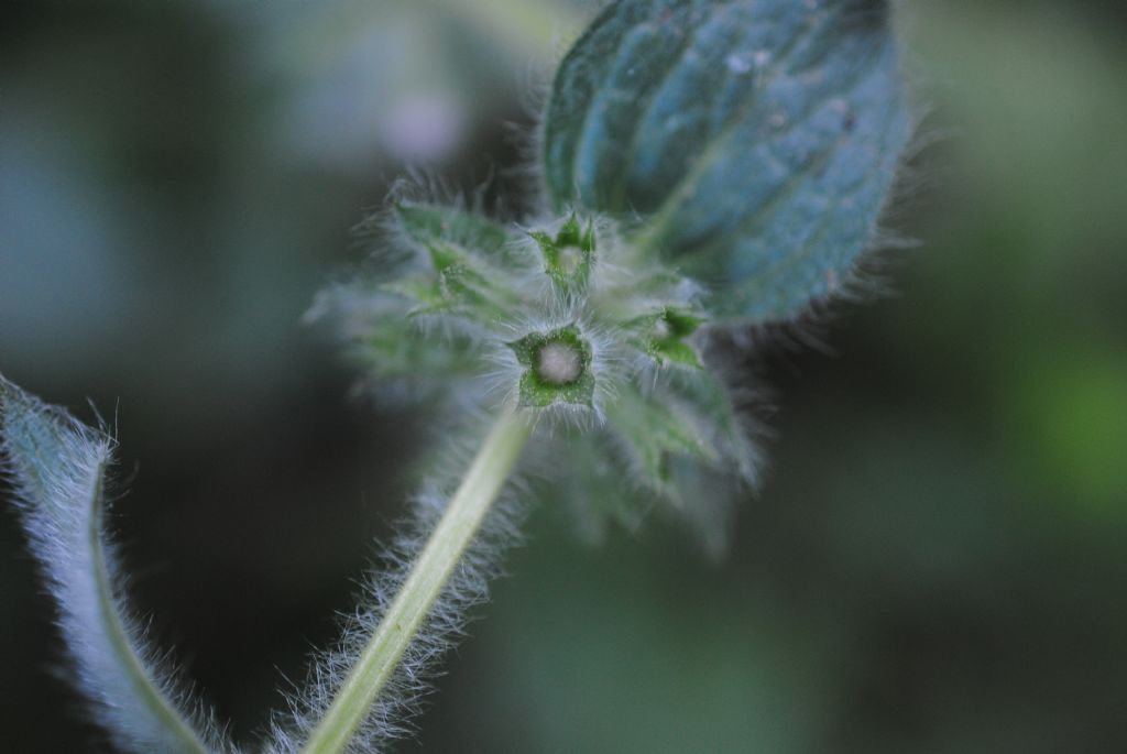 Stachys heraclea (Lamiaceae)