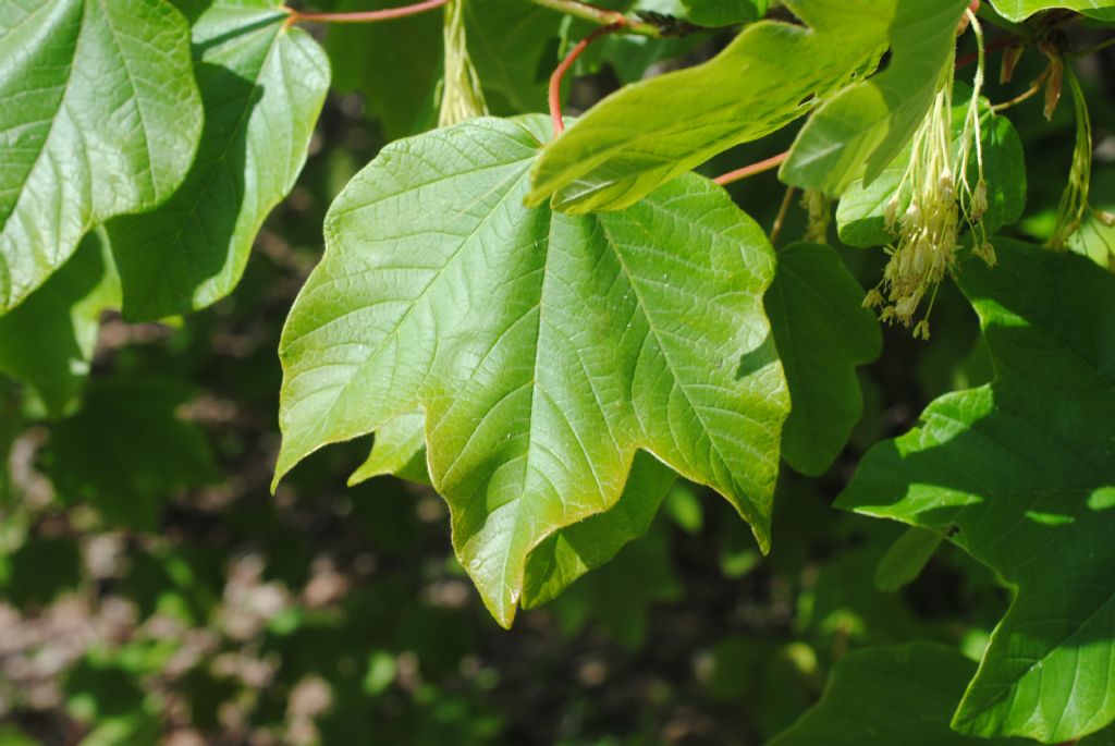 Acer opalus??