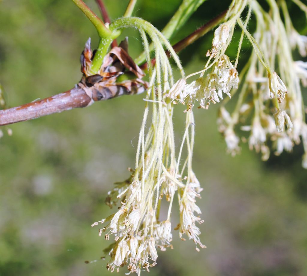 Acer opalus??