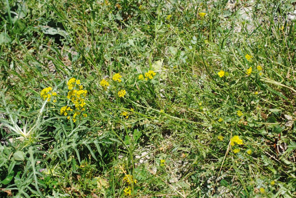 Rorippa sylvestris? S