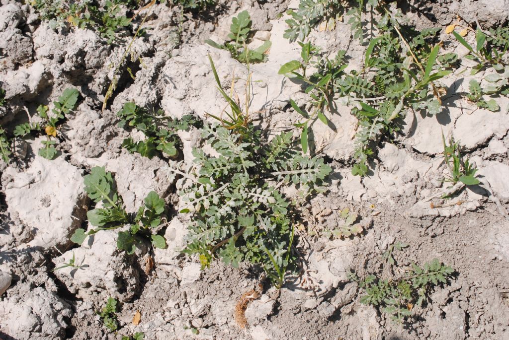 Rorippa sylvestris? S