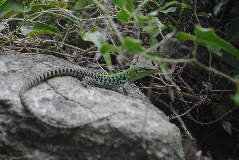 Lucertola campestre (Podrcis siculus) di Ischia