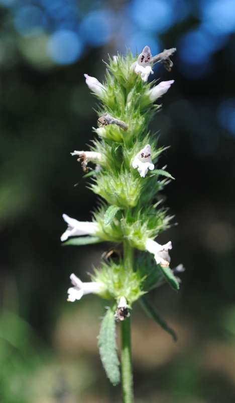 Stachys officinalis