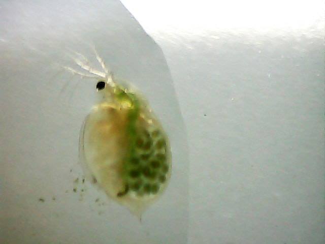 Daphnia sp. (Daphniidae) [Crustacea-Branchiopoda-Diplostraca]