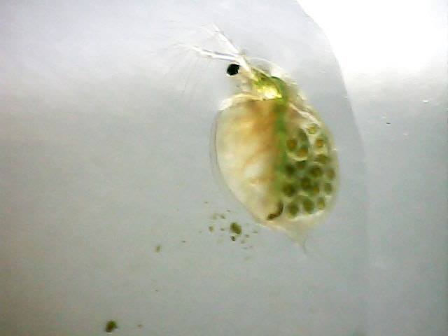 Daphnia sp. (Daphniidae) [Crustacea-Branchiopoda-Diplostraca]