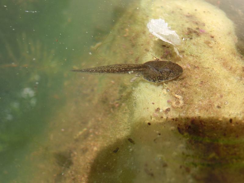 Ovatura di dalmatina nello stagno di casa