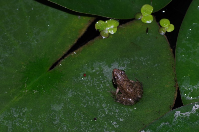 Ovatura di dalmatina nello stagno di casa