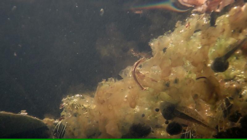 Ovatura di dalmatina nello stagno di casa