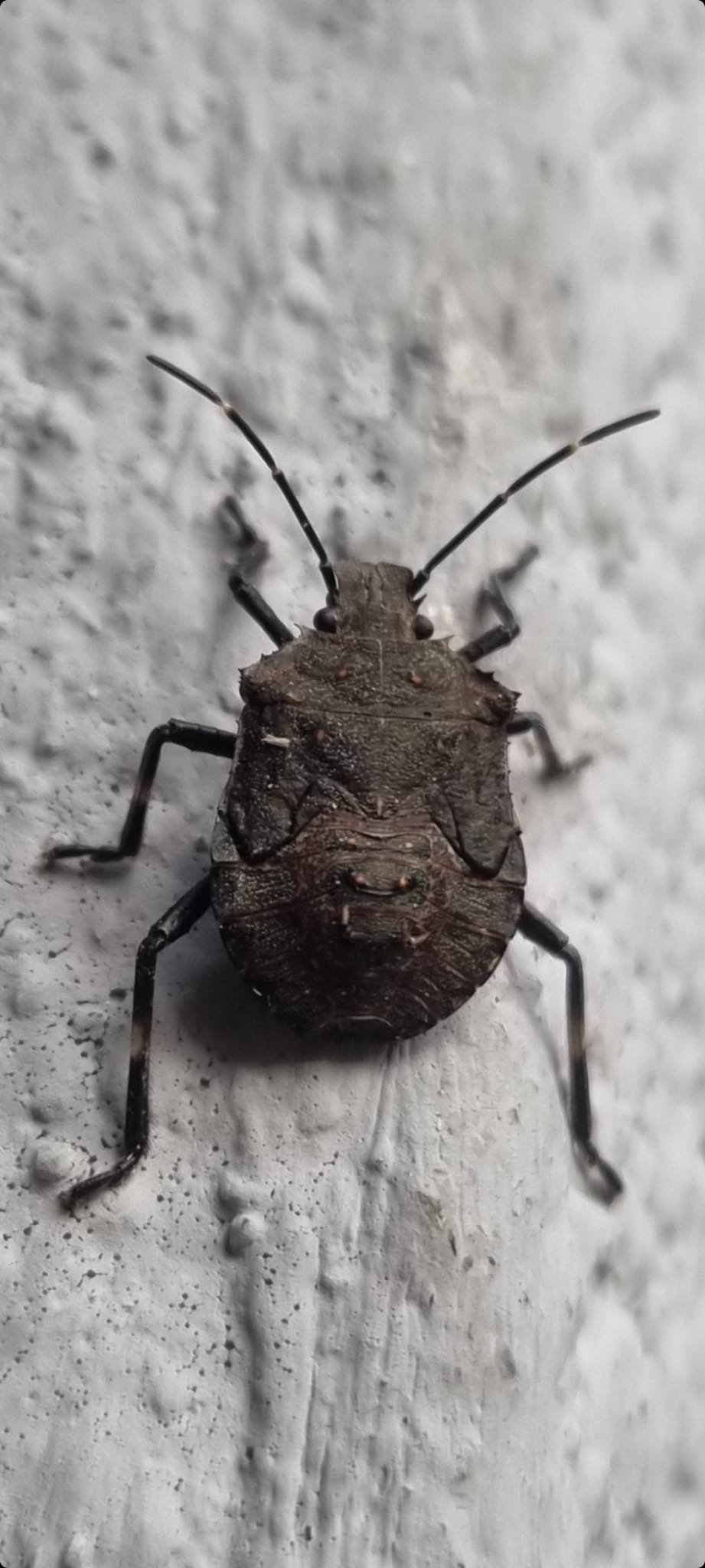 Cimice da identificare