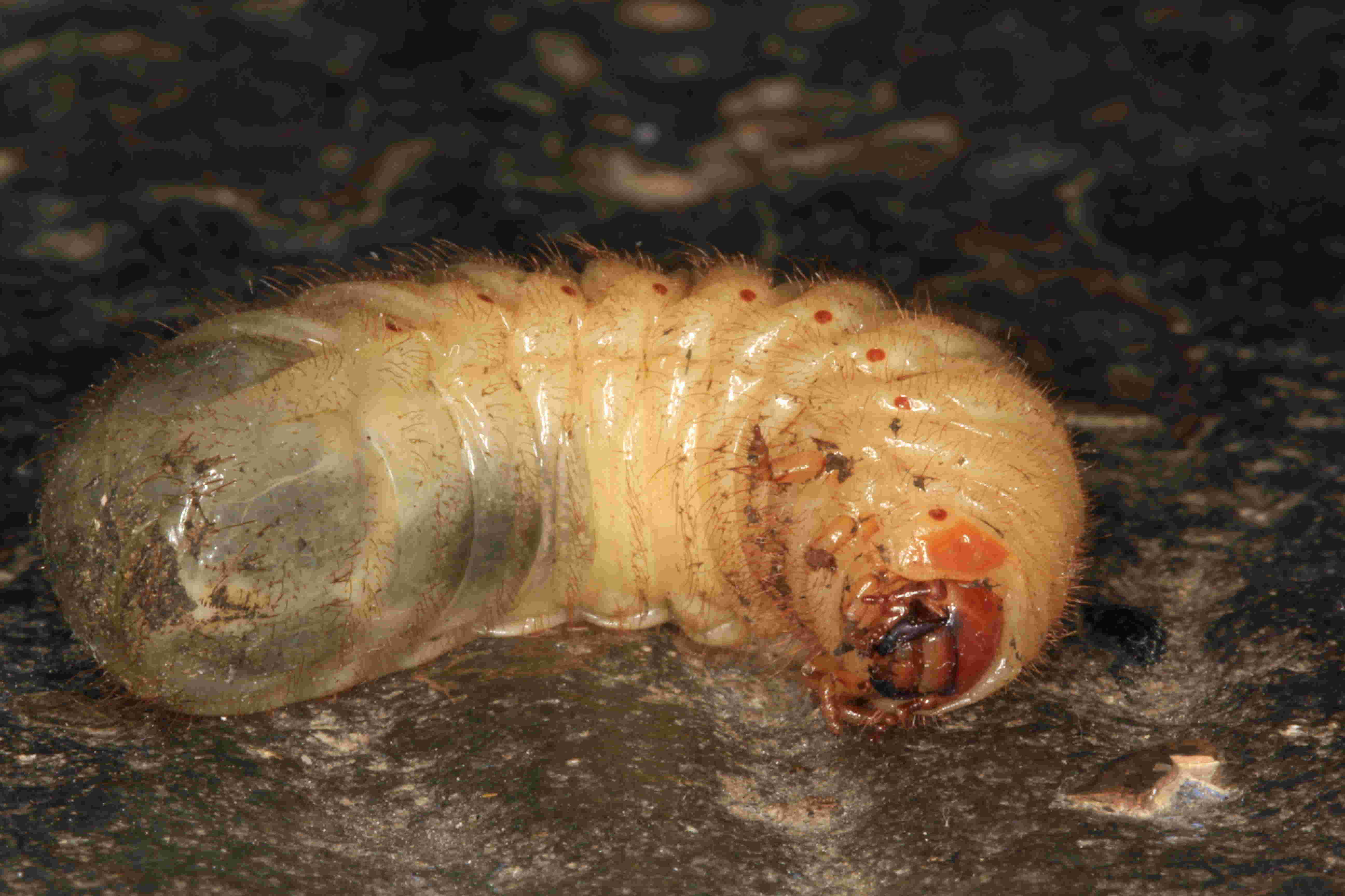 Identificazione larva: fam. Cetoniidae