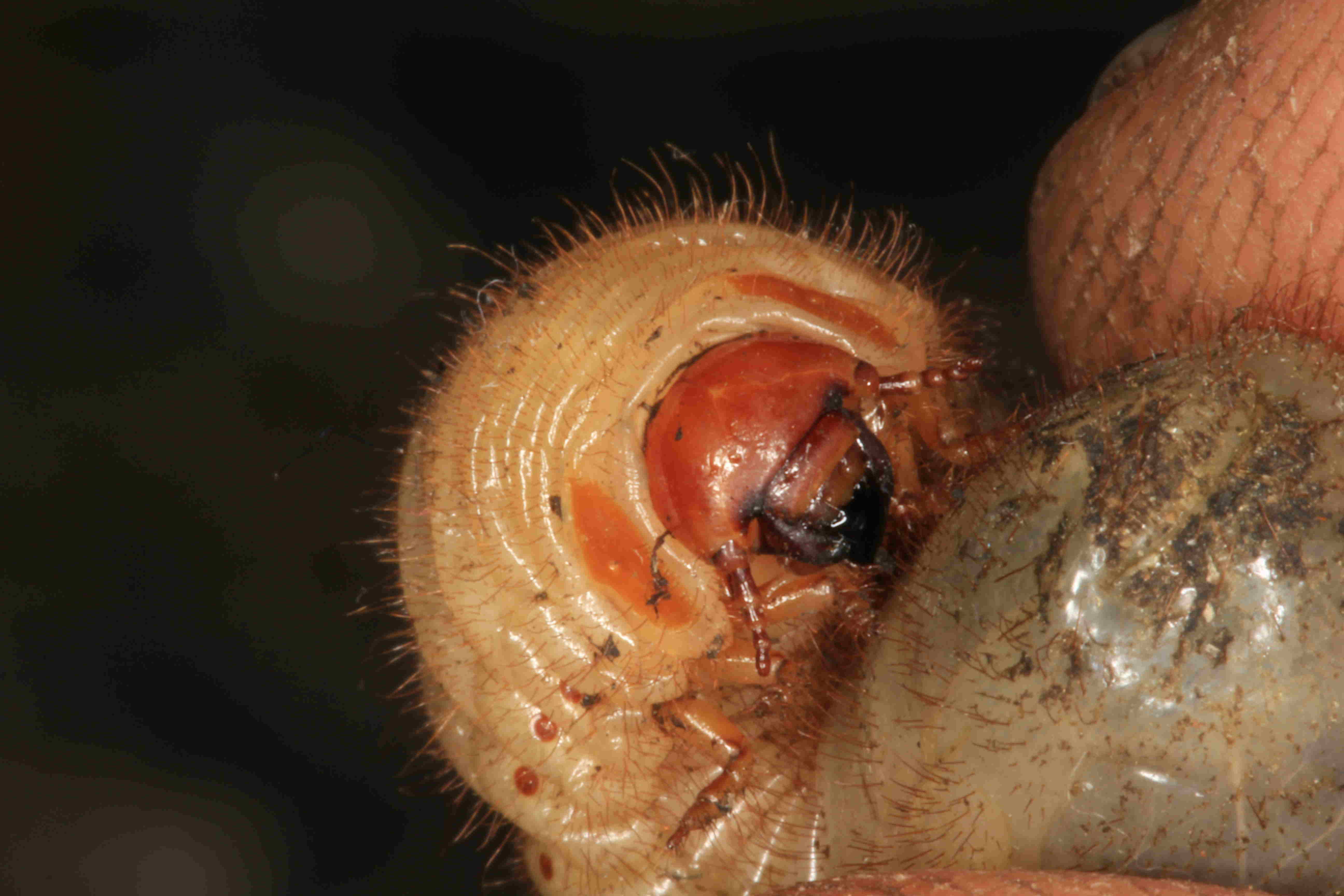 Identificazione larva: fam. Cetoniidae