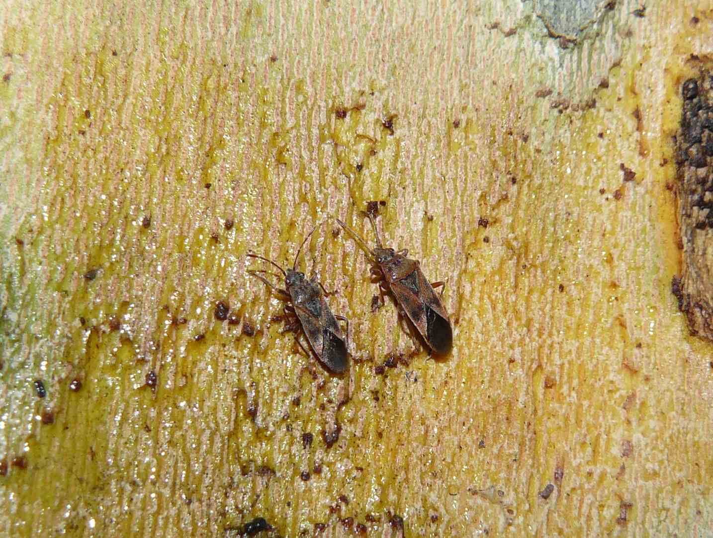 Lygaeidae: Arocatus longiceps di Milano (MI)
