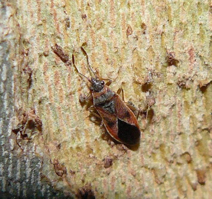 Lygaeidae: Arocatus longiceps di Milano (MI)