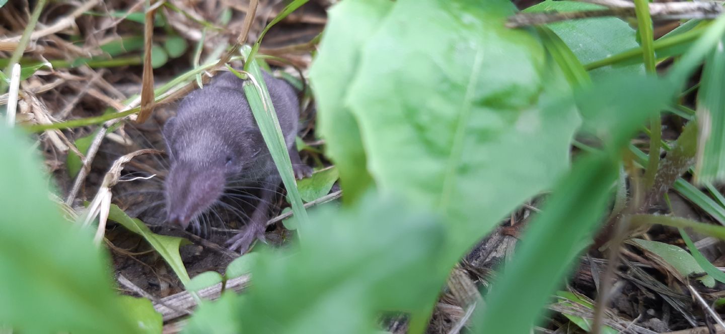 Insettivoro Verona:  Crocidura suaveolens