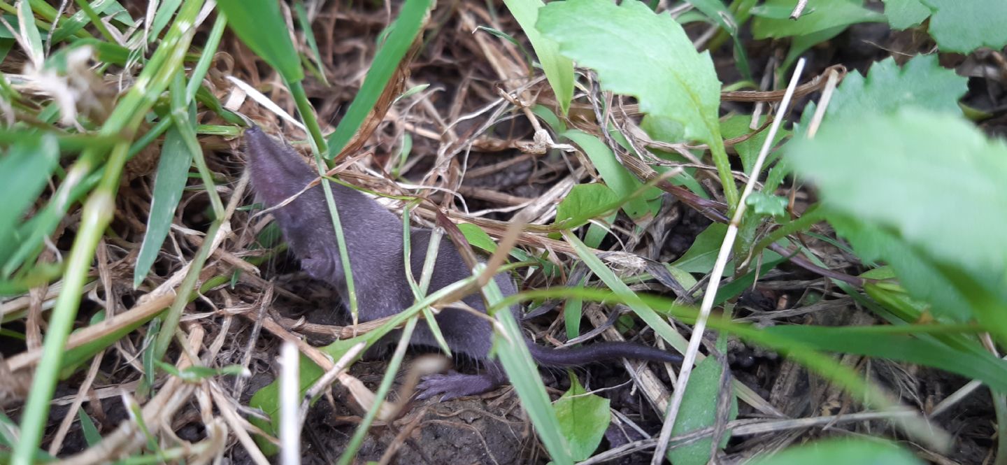 Insettivoro Verona:  Crocidura suaveolens