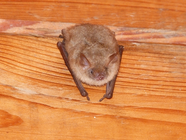 Aiuto identificazione pipistrello