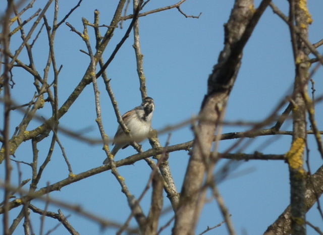 Aiuto Identificazione