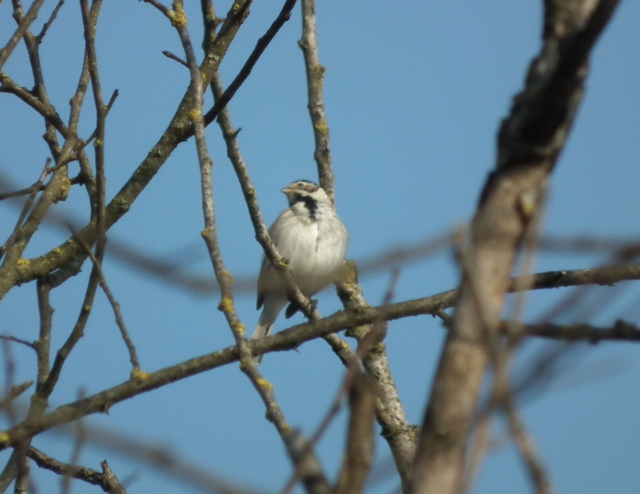 Aiuto Identificazione