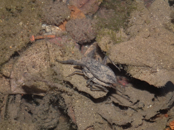 Accoppiamento Nepa cinerea?